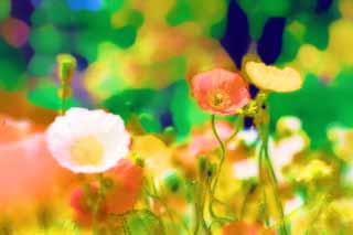 illustration,material,free,landscape,picture,painting,color pencil,crayon,drawing,A poppy flower bed, poppy, I delete it, , Mustard