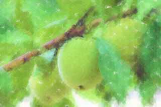 illustration,material,free,landscape,picture,painting,color pencil,crayon,drawing,A fruit of a plum, fruit of plum, , Bear me, Fruit