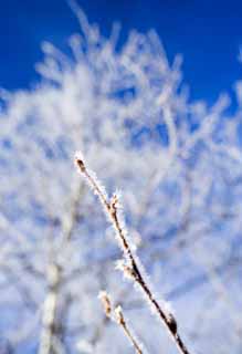 photo,material,free,landscape,picture,stock photo,Creative Commons,The rime on trees, blue sky, The rime on trees, , white birch