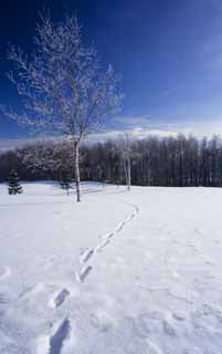 photo, la matire, libre, amnage, dcrivez, photo de la rserve, l'autre ct d'un champ neigeux, ciel bleu, empreinte de pas, champ neigeux, C'est neigeux