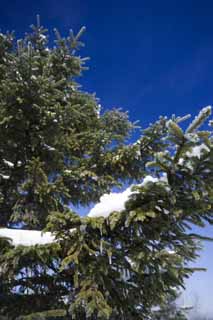Foto, materiell, befreit, Landschaft, Bild, hat Foto auf Lager,Schnee eines Zweiges, blauer Himmel, Eiszapfen, schneebedecktes Feld, Es ist schneebedeckt