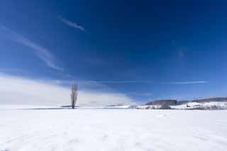 fotografia, materiale, libero il panorama, dipinga, fotografia di scorta,Un campo nevoso, campo nevoso, montagna, albero, cielo blu