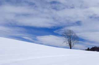 photo,material,free,landscape,picture,stock photo,Creative Commons,A snowy field, snowy field, mountain, tree, blue sky