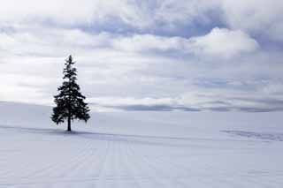 photo,material,free,landscape,picture,stock photo,Creative Commons,A snowy field of a Christmas tree, snowy field, cloud, tree, blue sky