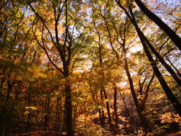 Foto, materieel, vrij, landschap, schilderstuk, bevoorraden foto,Stil bos van de herfst, Herfst laat, , , 