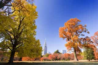 foto,tela,gratis,paisaje,fotografa,idea,Shinjuku imperial parque pblico de hojas de color, Edificio alto, Ginkgo, , Cielo azul