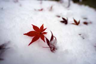 fotografia, material, livra, ajardine, imagine, proveja fotografia,Neves e folhas vermelhas, Est nevado, Vermelho, bordo, Bordo