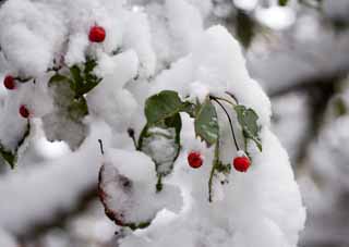 Foto, materieel, vrij, landschap, schilderstuk, bevoorraden foto,Sneeuw en een rode vrucht, Geel, Kleurig verloven, Rode vrucht, 