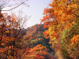 Foto, materieel, vrij, landschap, schilderstuk, bevoorraden foto,Het vonkelen herfst in Agatsuma Valley, Herfst laat, , , 