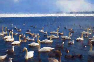 illustration,material,free,landscape,picture,painting,color pencil,crayon,drawing,Swan park in Tohfutsu lake, swan, gull, Lake toe Hutu, 