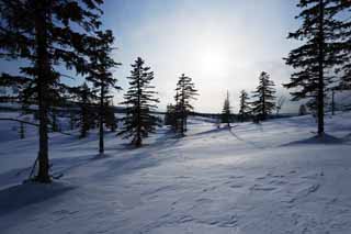 photo,material,free,landscape,picture,stock photo,Creative Commons,Trees of a snowy field, snowy field, conifer, The sun, I am cold