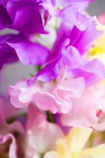 photo,material,free,landscape,picture,stock photo,Creative Commons,Spring of sweet pea, Pink, Purplish red, petal, 