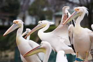 photo,material,free,landscape,picture,stock photo,Creative Commons,A row of pelicans, , pelican, bill, 