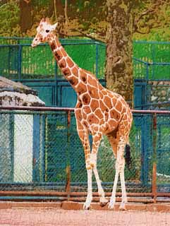 illustration,material,free,landscape,picture,painting,color pencil,crayon,drawing,A giraffe, giraffe, , , neck