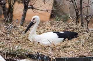 photo,material,free,landscape,picture,stock photo,Creative Commons,Incubation of a stork, stork, , Incubation, nest