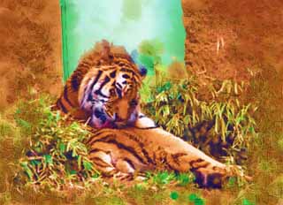 illust, matire, libre, paysage, image, le tableau, crayon de la couleur, colorie, en tirant,Un tigre, tigre, , , 