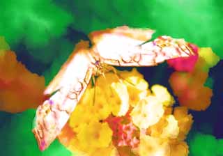 illust, materiell, befreit, Landschaft, Bild, Gemlde, Farbbleistift, Wachsmalstift, Zeichnung,,Eine Mahlzeit eines Schmetterlinges, Schmetterling, , , Blume