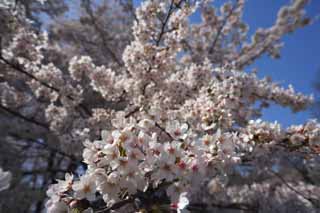 fotografia, material, livra, ajardine, imagine, proveja fotografia,rvore de cereja flor cheia, rvore de cereja, , , Yoshino cereja rvore