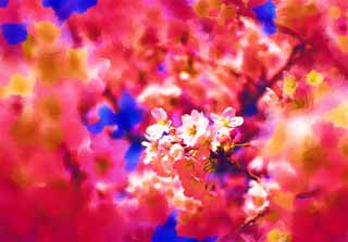 illust, material, livram, paisagem, quadro, pintura, lpis de cor, creiom, puxando,rvore de cereja flor cheia, rvore de cereja, , , Yoshino cereja rvore