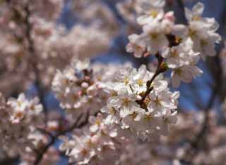 fotografia, material, livra, ajardine, imagine, proveja fotografia,rvore de cereja flor cheia, rvore de cereja, , , Yoshino cereja rvore