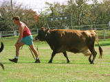 photo,material,free,landscape,picture,stock photo,Creative Commons,Man pulling a cow, cow, turf, , 