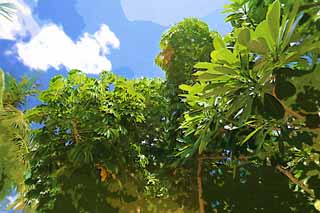 illust, materiale, libero panorama, ritratto dipinto, matita di colore disegna a pastello, disegnando,La giungla di paese meridionale, La giungla, foglia, albero, isola meridionale