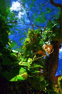 illust, materiale, libero panorama, ritratto dipinto, matita di colore disegna a pastello, disegnando,Giungla edera-arum, La giungla, foglia, albero, isola meridionale