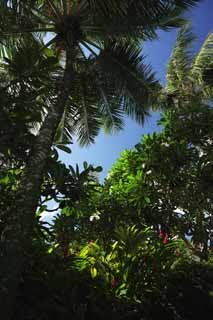 Foto, materieel, vrij, landschap, schilderstuk, bevoorraden foto,Het zuide land jungle, De jungle, Vel, Boom, Zuiden eiland