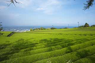 Foto, materiell, befreit, Landschaft, Bild, hat Foto auf Lager,Eine Teeplantage von Nihondaira, Tee, Teeplantage, Furche, Tee-Blatt