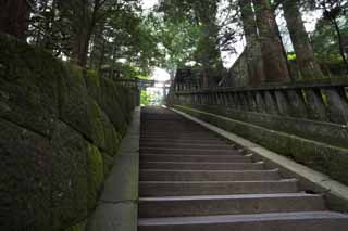 photo,material,free,landscape,picture,stock photo,Creative Commons,A stone stairway of Tosho-gu Shrine, stone stairway, Stairs, torii, cedar