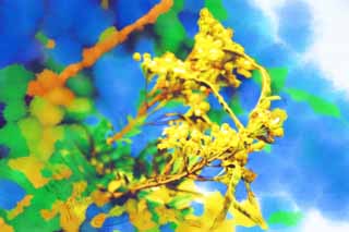 illust, materiale, libero panorama, ritratto dipinto, matita di colore disegna a pastello, disegnando,Un fiore giallo di Ayutthaya, fiore giallo, fagiolo, fodero, 