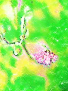 illust, materiale, libero panorama, ritratto dipinto, matita di colore disegna a pastello, disegnando,Un fiore colore rosa di Ayutthaya, Garofano, metta floreale, Ayutthaya, 