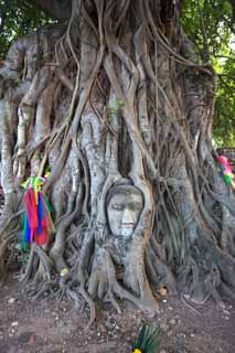 Foto, materieel, vrij, landschap, schilderstuk, bevoorraden foto,Een hersenen van Wat Phra Mahathat van De boeddha, Wereldwijd cultureel heritage, Boeddhisme, Hersenen van De boeddha, Ayutthaya verblijft