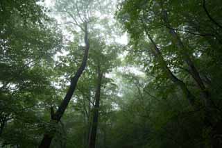 Foto, materiell, befreit, Landschaft, Bild, hat Foto auf Lager,Ruhe des Waldes, wo Nebel fllt, Baum, neblig, Nebel, Handbohrer
