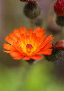 photo,material,free,landscape,picture,stock photo,Creative Commons,An orange flower, An orange, petal, , 