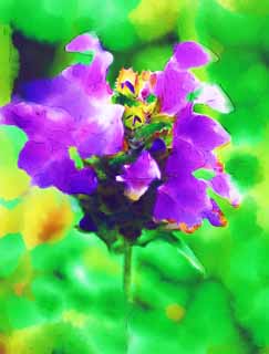 illustration,material,free,landscape,picture,painting,color pencil,crayon,drawing,A purple flower, purple flower, petal, Purple, 