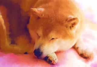 illust, materiale, libero panorama, ritratto dipinto, matita di colore disegna a pastello, disegnando,Un pisolino di pomeriggio di un vecchio cane, Shiba minuscolo giapponese, cane, Non ci lo , animale domestico