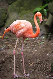 photo,material,free,landscape,picture,stock photo,Creative Commons,A flamingo, , flamingo, Pink, 