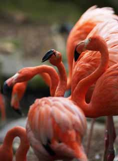 Foto, materieel, vrij, landschap, schilderstuk, bevoorraden foto,Een woud van Een flamingo's, , Flamingo, Rose, 