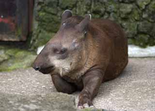 photo, la matire, libre, amnage, dcrivez, photo de la rserve,Un somme de l'aprs-midi d'un tapir, Je le rfute, tapir, , 