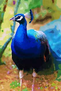 illustration,material,free,landscape,picture,painting,color pencil,crayon,drawing,A peacock, , peacock, , Azure