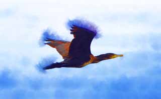 illust, materiale, libero panorama, ritratto dipinto, matita di colore disegna a pastello, disegnando,Un cormorano, , cormorano, , uccello selvatico