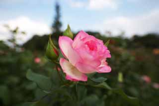fotografia, material, livra, ajardine, imagine, proveja fotografia,Timidez de uma rosa, rosa, , , Rosa