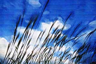 illust, materiale, libero panorama, ritratto dipinto, matita di colore disegna a pastello, disegnando,Una pampa giapponese ricopre d'erba ed un cielo blu, Erba di pampe giapponese, , , 