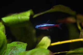 photo,material,free,landscape,picture,stock photo,Creative Commons,A neon tetra, Tropical fish, An admiration fish, Blue, Red