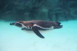 photo,material,free,landscape,picture,stock photo,Creative Commons,An underwater flight, penguin, , , 