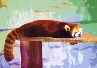 illustration,material,free,landscape,picture,painting,color pencil,crayon,drawing,Lesser panda, Panda, I am pretty, popular person, tail