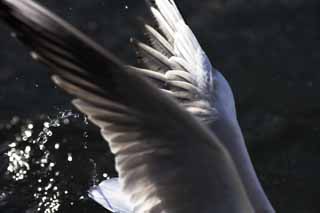 photo,material,free,landscape,picture,stock photo,Creative Commons,A moment of a flap, wing, , gull, feather