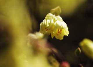 photo, la matire, libre, amnage, dcrivez, photo de la rserve,Panciflora Corylopsis, , Panciflora Corylopsis, Jaune, Dans le printemps