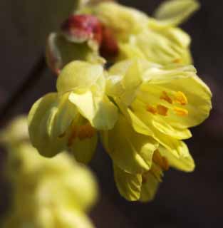 photo,material,free,landscape,picture,stock photo,Creative Commons,Corylopsis panciflora, , Corylopsis panciflora, Yellow, In spring
